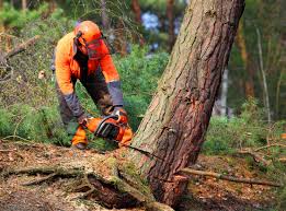 How Our Tree Care Process Works  in  Jamestown, CA